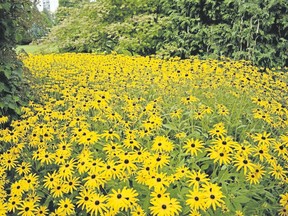 field of sunflowers