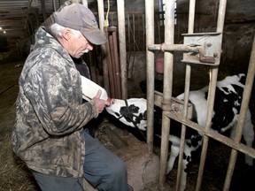 Inverary farmer Jeff Peters feeds one-month-old Justine, a descendant of the Collins Bay prison farm herd on Thursday March 1 2018. She'll be going to the prison farm when it re-opens. Ian MacAlpine/Kingston Whig-Standard/Postmedia Network