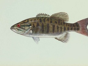 Smallmouth bass