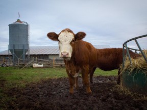 Submitted photo
The future of farming in Hastings County will be the focus of a public session in Madoc later this month. Dr. Peter Andree and Kim Bittermann from Carleton University will discuss their results from talking with 21 farmers in Hastings County last summer.