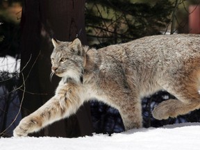 Lynx/AP file photo