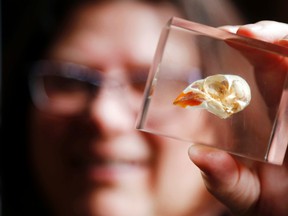 Luke Hendry/The Intelligencer
Glanmore National Historic Site's Melissa Wakeling holds a plastic cube containing a northern cardinal's skull Friday at the museum in Belleville. It's part of "Hands-on Nature," a travelling show from the Royal Ontario Museum on at Glanmore until April 22.