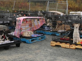 This photo, from northerndog.com, features the kind of work the OSPCA hopes to accomplish during the Year of the Northern Dog: Bringing strays from remote communities to southern Ontario where they have a better chance of being adopted into a new home. The Timmins & District Humane Society is a partner organization of the program.