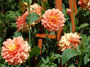 The large, cactus flowering dahlias are remarkable, mostly for their pie-plate size and their suitability for cutting to bring indoors. The smaller pom-poms are just as popular, but are used more as border plants. There are many varieties of dahlias in between, in a riot of colours.