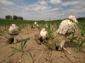 Prairie Mushrooms