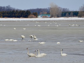 Thousands of tundra swans can be seen at the Thedford Bog behind the Lambton Heritage Museum. The Arctic birds use the grounds as a staging area as they make their way home for the summer. (Melissa Schilz/Postmedia Network)