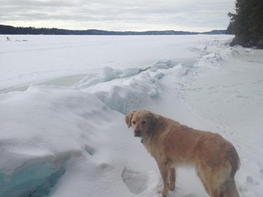 Rosseau the retriever checks out a pressure ridge on Lake Panache on Sunday. On the same day, a truck travelling Lake Nipissing went through the ice while crossing a similar type of fissure. (Jim Moodie/Sudbury Star)