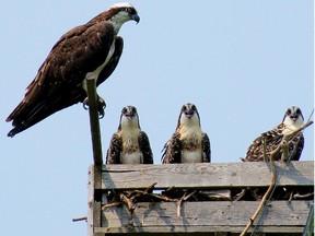 Submitted photo 
The Bay of Quinte Remedial Action Plan is looking for volunteer citizen scientists to help locate and monitor Osprey nests around the Bay of Quinte.