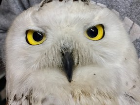 Rescuers from Salthaven Wildlife Rehabilitation and Education Centre couldn’t save a snowy owl found in a muddy field following heavy rain in February. (Photo submitted)