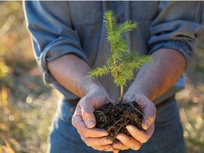 PLANTING TREE