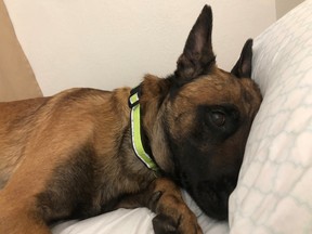 Havoc, a Belgian Malinois from Skiplyn Kennels in Sudbury, rests at his new home in Washington State after surviving a scary incident at Pearson International Airport. The dog's crate burst open while it was  being loaded on the plane and the dog was left to run loose on the runways for about an hour in the dark. (Photo supplied)