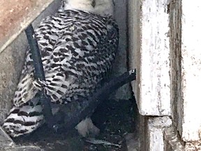 A snowy owl was rescued from behind the Northgate sign on the mall's parking garage Sunday. A shopper noticed the owl was caught and alerted mall security. A panel of the sign was removed enabling the owl to escape.
Submitted