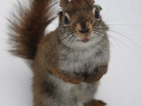 A male red squirrel who committed infanticide while a researcher watched is shown in a handout photo. Scientists from the University of Alberta have discovered male red squirrels will kill the offspring of its rival males in years when there's a lot of food. THE CANADIAN PRESS/HO-University of Alberta-Jessica Haines