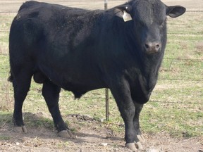 Angus bull