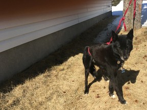 Dos, a husky mix, takes a little down time after being rescued from an island on Wanapitei River. The poor guy was missing for more than a week, but was reunited with his family on Monday. (supplied photo)