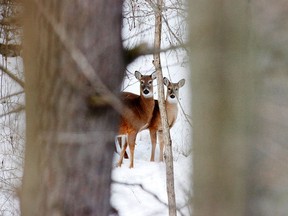 Postmedia Network/File Photo