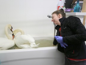 Tess Miller checks on a pair of swans that get "pond time" in a bathtub at Sandy Pines Wildlife Centre. Meghan Balogh/The Whig-Standard/Postmedia Network