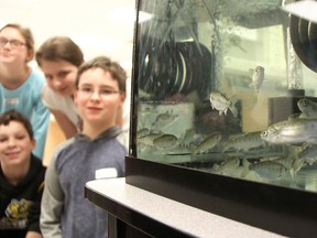 Errol Road school students pose by an aquarium set up in the school's library to raise salmon, via the Bluewater Anglers Club. The fish are set to be released with the rest of the club's stock when the water warms. Pictured, clockwise from top left, are Rowan Daly, 9, Sara Mitchell-Vandervies, 9, Liam Henderson, 10, and Cameron Hutton, 8. (Tyler Kula/Sarnia Observer)