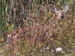 A deer peeks through the grass outside Smiths Falls Ontario Sept 6, 2016. (Tony Caldwell/Postmedia Network)
