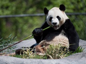 Giant panda Da Mao eats bamboo at the Toronto Zoo on Thursday, May 16, 2013. THE CANADIAN PRESS/Nathan Denette