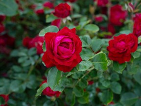 The Canadian Shield is a new introduction from Vineland Research and Innovation is a great new rose bush. A shrub rose, it matures to 125 cm high, has a soft, sweet fragrance and is extremely winter hardy.