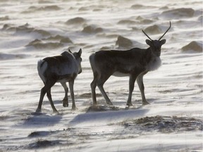 Alberta is suspending its caribou conservation plan pending a socio-economic impact study and more funding from the federal government (Nathan Denette | The Canadian Press).