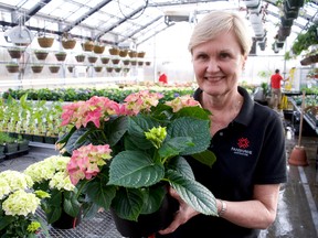 Sue Millar, acting co-ordinator and professor of the Horticulture Technicians program at Fanshawe College, shows off a colourful hydrangea inside the college’s Spriet Family Greenhouse. Potted flowering plants, including hydrangeas, are available now (Chris Montanini\Londoner)