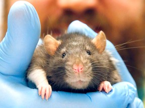 One of more than 600 rats surrendered for adoption.
Postmedia File Photo