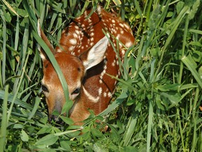 White-tailed deer (Photo submitted)