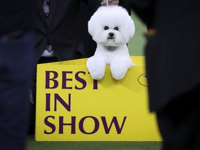 Drew Angerer/Getty Images
Best in Show winner Flynn, a Bichon Frise, poses for photos at the conclusion of the 142nd Westminster Kennel Club Dog Show at The Piers on February 13, 2018 in New York City.
