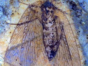 A 53-million-year-old insect fossil called a scorpionfly is shown in a handout photo. It was discovered at British Columbia's McAbee fossil bed site and is strikingly similar to fossils of the same prehistoric age from Pacific-coastal Russia and identified in 1974. THE CANADIAN PRESS/HO-Simon Fraser University