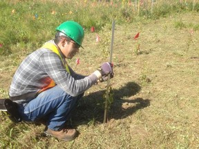 University of Alberta graduate student Prem Pokharel works at a northern Alberta research site in 2014.