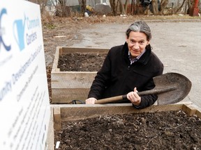 Luke Hendry/The Intelligencer
Jim Mallabar, the Community Development Council of Quinte's garden co-ordinator, kneels between raised beds behind the agency's office in Belleville Tuesday. The community garden program is expanding and the public is invited to register for plots.