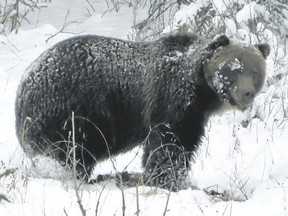 Grizzly bear No. 122, the dominant bear in Banff National Park, as seen during the Spring of 2016. Photo courtesy of Parks Canada