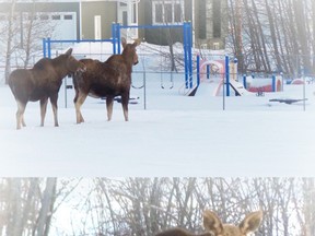 Shane James caught this pair of moose checking out playground equipment near his home in Fairview. No, I really don't believe that swing will fit a moose size behind.
When the moose noticed James watching them, they watched him in return - apparently not impressed.
