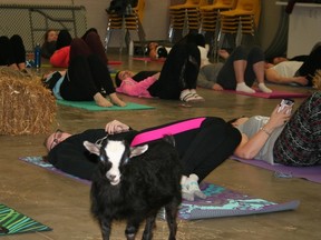 Giddy Up N' Go Ponies teamed up with REACH in Clinton and the Yoga Den in Goderich to make this unique program come to life. Baby Pygmy and Nigerian goats frolic among participants throughout the session, bringing added comfort and joy to the traditional yoga relaxation experience. (PHOTO BY SHEILA PRITCHARD/CLINTON NEWS RECORD)
