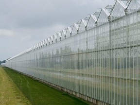 Chatham-Kent could support another 330 additional acres of greenhouse development because of a $23-million natural gas pipeline expansion being proposed by Union Gas.
Ontario Greenhouse Vegetable Growers photo