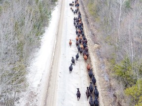 About 500 cattle head west on Concession Road 4 East towards the calving grounds on March 31.