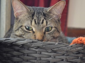 Chase, an SPCA adoptee, enjoys some down time in his basket in Sudbury. Close to 140 cats were collected this week from Northwestern Ontario and Manitoulin Island by the Ontario SPCA and Welland and District Humane Society for placement in central Ontario homes. (Jim Moodie/Sudbury Star)