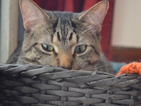 Chase, an SPCA adoptee, enjoys some down time in his basket in Sudbury. Close to 140 cats were collected this week from northwestern Ontario and Manitoulin Island by the Ontario SPCA and Welland and District Humane Society for placement in central Ontario homes. (Jim Moodie/Postmedia)