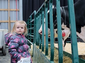 Lauren Van Maren, 3, looks to her parents for reassurance as a cow sticks its nose through the gate at the Canadian Dairy XPO on Thursday, April 5, 2018 in Stratford, Ont. Terry Bridge/Stratford Beacon Herald/Postmedia Network