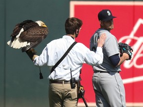 The handler for an American eagle that was to fly to the pitcher's mound during the national anthem pats Seattle Mariners starting pitcher James Paxton, a Canadian, after the eagle chose to land on his shoulder instead, Thursday, April 5, 2018, before the Mariners' baseball game against the Minnesota Twins in Minneapolis. (Jeff Wheeler/Star Tribune via AP