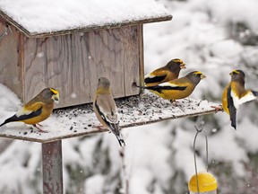 Bird Studies Canada says stay-at-home winter birds in southern Ontario need their feeders the most in early spring. In early April, the local landscape has been stripped of natural food sources. A large cache of seed for birds such as these evening grosbeaks is a godsend when everyone is waiting for the warmer weather to arrive. (Ron Ridout photo)