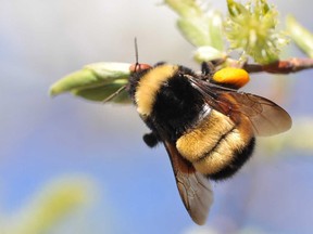 A yellow-banded bumblebee queen perches on a willow.