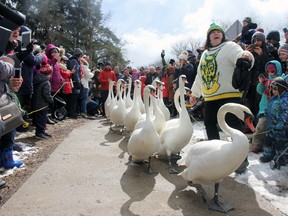 Angela Blum, member of the Stratford Scouting Group, leads the herd of swans as they approach the Avon River, where they will stay during the summer. JONATHAN JUHA/THE BEACON HERALD/POSTMEDIA NETWORK