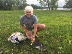 Mary Farrar uncovers a turtle nest with mesh in Douglas Fluhrer Park in Kingston in July 2017.