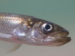 Smelt often run under ice on a late spring as this is, and usually the main smelt run occurs from the ninth of April until the 18th, according to John Vance's activity log. "Obviously, it may be later this year, and you may be able to find them in rivers and streams which have already become ice free. At present, all I can say is that all remains to be seen owing to the weather we’ve been getting," he writes.