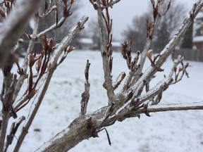 Freezing rain is in the forecast this weekend. Julia McKay/The Whig-Standard file photo