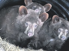 The three bear cubs found in Banff National Park and rehabilitated in Ontario peek their heads out of their den as winter draws to a close. Photo courtesy of Aspen Valley Wildlife Sanctuary