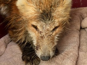 Although this red fox was suffering from mange when it was found outside of a hockey arena in Saskatchewan, it will likely be reintroduced back into the wild following treatment at Salthaven West in Regina. (Megan Lawrence/Special to Postmedia News)